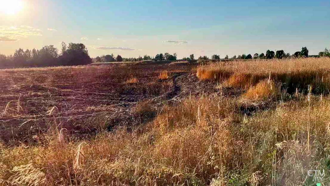 Возможно, это был поджог. В Минской области сгорел гектар зерновых-1