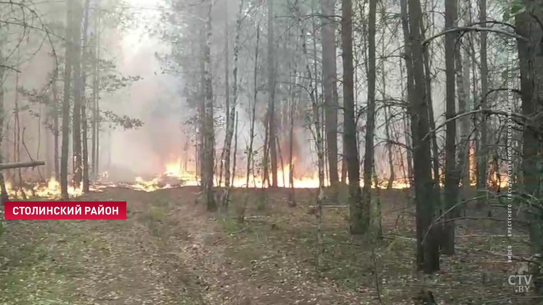 В 29 районах Беларуси действует запрет на посещение лесов, в Гомельской области объявлен красный уровень опасности-13