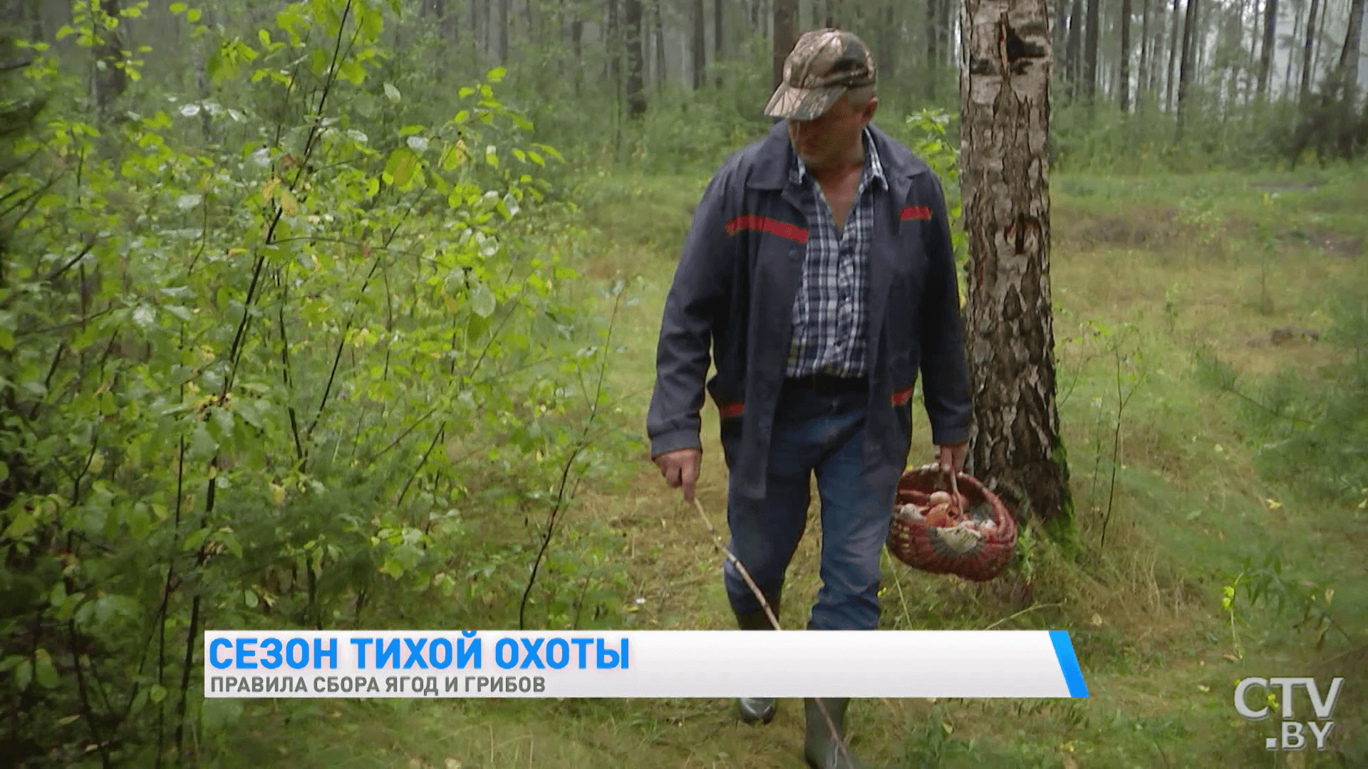 Правила сбора ягод и грибов в Беларуси. Какие существуют ограничения и что грозит, если нарушить?-16