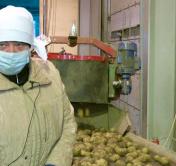 «Надо смотреть в одну точку». Узнали, как сортируют картошку в хозяйствах Беларуси «Надо смотреть в одну точку». Узнали, как сортируют картошку в хозяйствах Беларуси