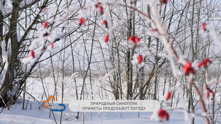 Приметы на погоду и будущий урожай. На что обратить внимание в середине января?-4