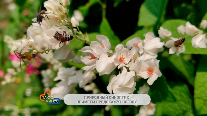 Если кукушка закуковала – пора сеять лен. Приметы на последние дни апреля-1