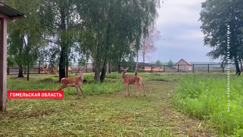 На Припяти спасли двух оленят. Малышей полтора месяца отпаивали молоком-4