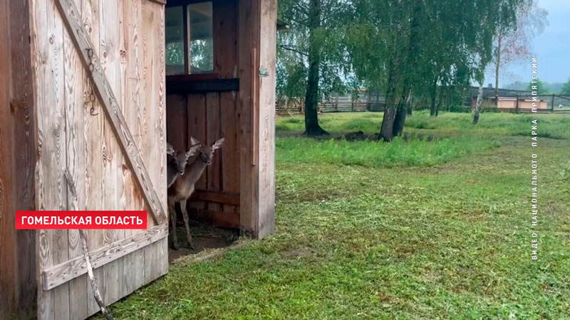 На Припяти спасли двух оленят. Малышей полтора месяца отпаивали молоком-1