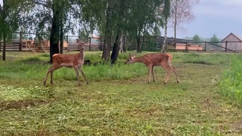 На Припяти спасли двух оленят. Малышей полтора месяца отпаивали молоком