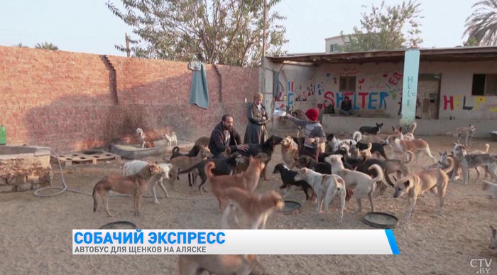 Египетским приютам стало сложнее заботиться о питомцах на фоне высоких цен и инфляции-4