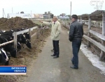 Проблемное хозяйство в Витебской области: почему телята не кормлены и вырастут ли зерновые, посаженные в голую землю?  