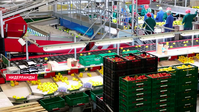 Французского вина будет меньше из-за жары, а голландских продуктов – из-за кризиса