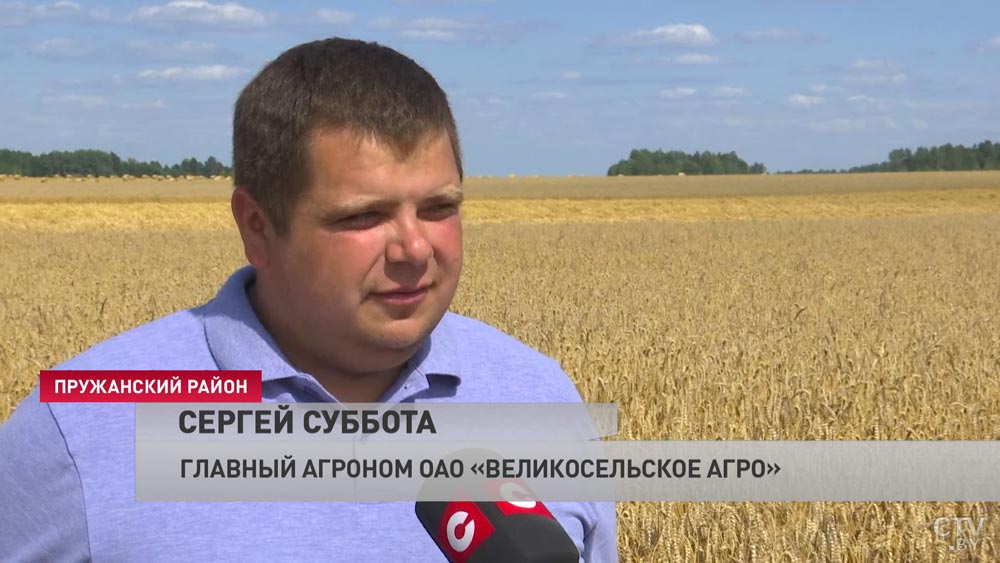 «Пока приходишь, внук не дожидается». Пружанский район первым в Брестской области намолотил 100 тыс. тонн зерна. Вот что говорят аграрии-16