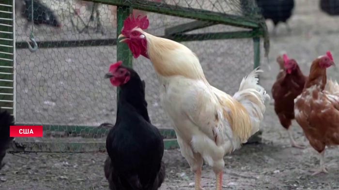 Яйца подорожали вдвое прямо перед Пасхой. Птичий грипп буйствует в США и Франции