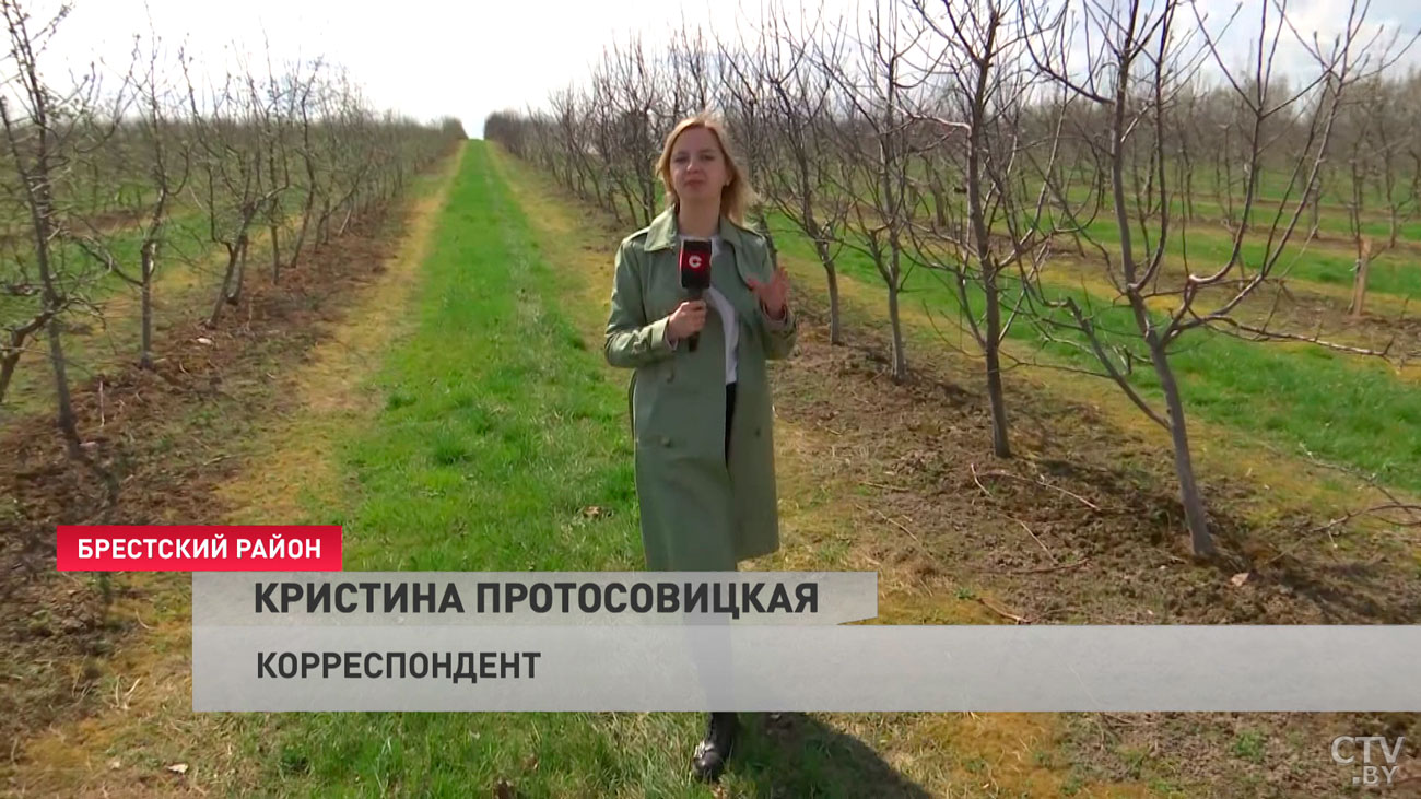 Умная логистика и кукурузные ставки. Как работают белорусские сельхозпредприятия в условиях санкций?-28