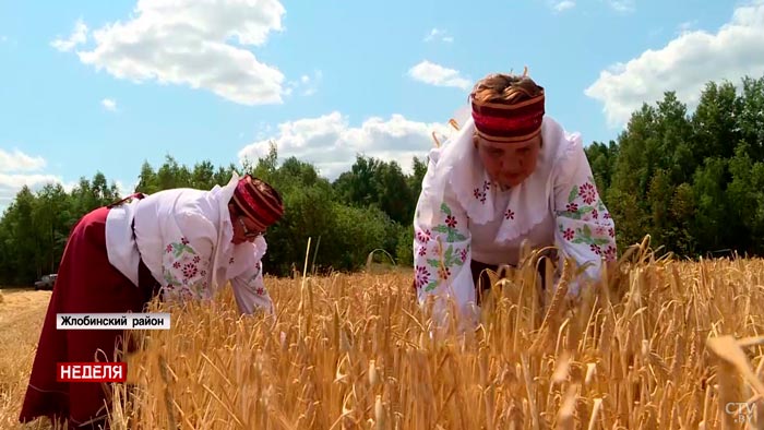 «Я люблю этот труд». Замглавы Жлобина за рулём комбайна поделилась первым опытом уборочной-7