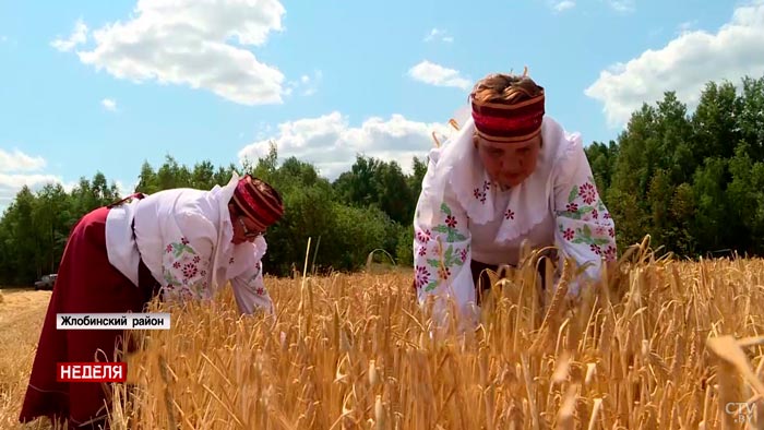 «Я люблю этот труд». Замглавы Жлобина за рулём комбайна поделилась первым опытом уборочной-7 «Я люблю этот труд». Замглавы Жлобина за рулём комбайна поделилась первым опытом уборочной-7