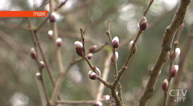 В Гродненской области распустились «котики» вербы-1