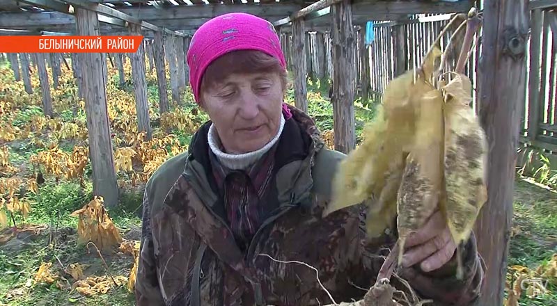 В Гомеле мужчина выращивал наркотик в своём частном доме