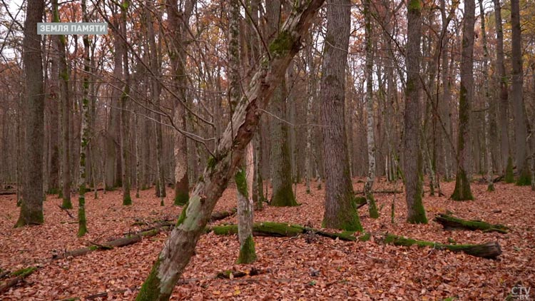 Белая пихта, 390-летняя сосна, дубы-великаны. Рассказываем про эксклюзивные растения в Беловежской пуще-7