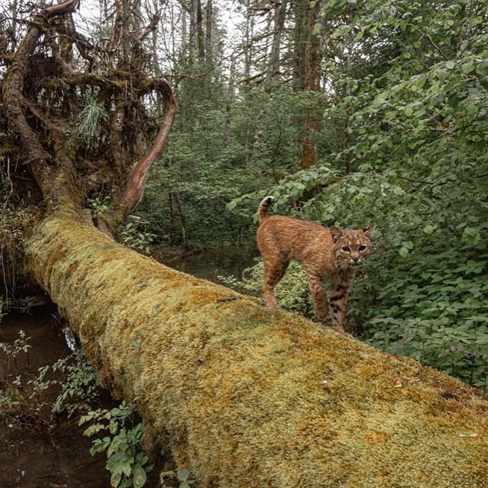 Мужчина много лет устанавливает фотоловушки, чтобы снимать животных. Но то, что попало в камеру, удивило даже его -4