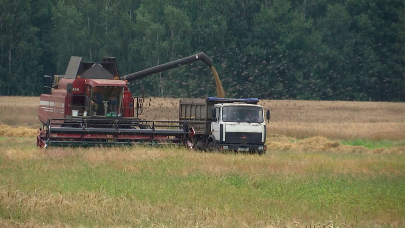 Падёж скота, уборочная. Генпрокуратуру заинтересовал АПК Гомеля и Витебска