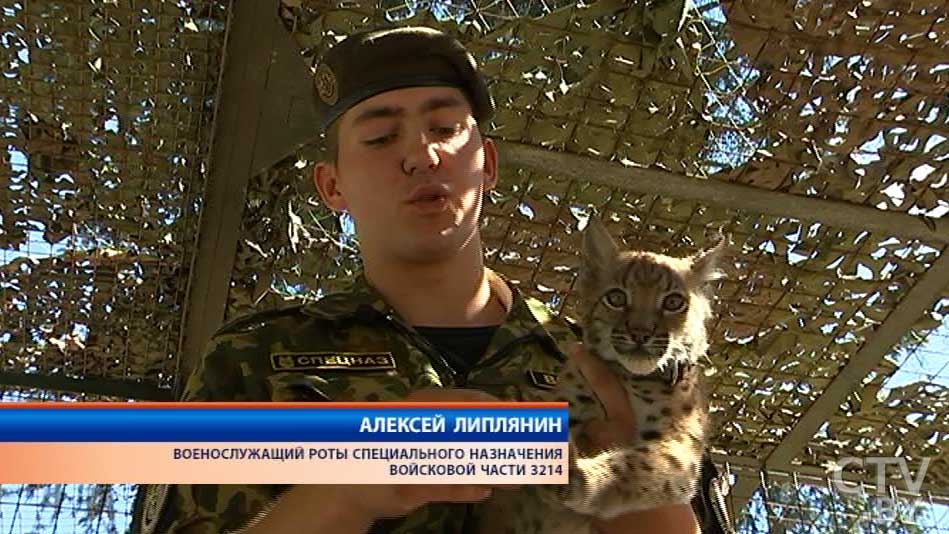 Сын полка с хвостом и клыками: как у милицейского спецназа в Беларуси появилась рысь по кличке Феникс-14