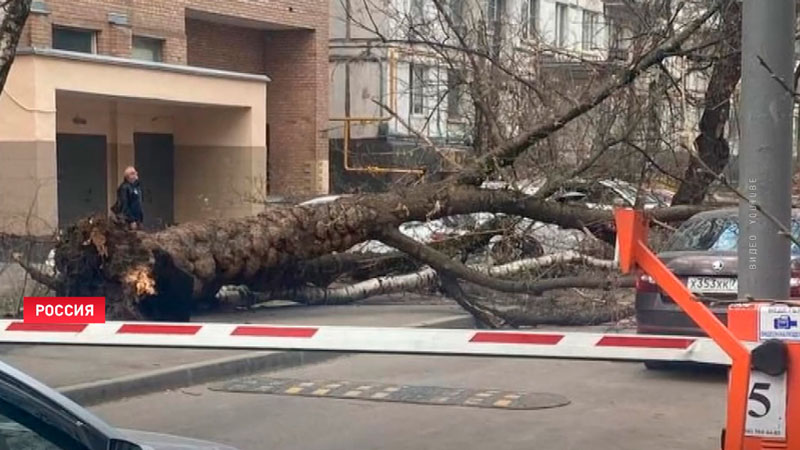 2 человека погибли при штормовом ветре в Москве