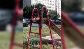 Детскую площадку на Одинцова окружили пчелы. Спасатели вызвали пасечника