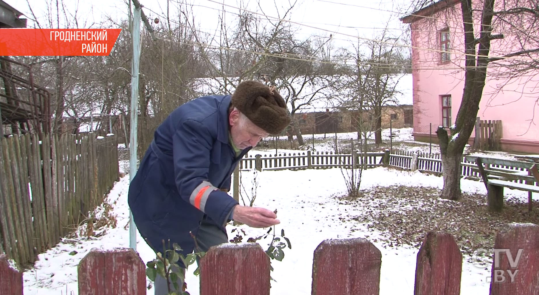 «Это удивительно немножко и красиво»: в декабре зацвели розы в Гродненском районе-19