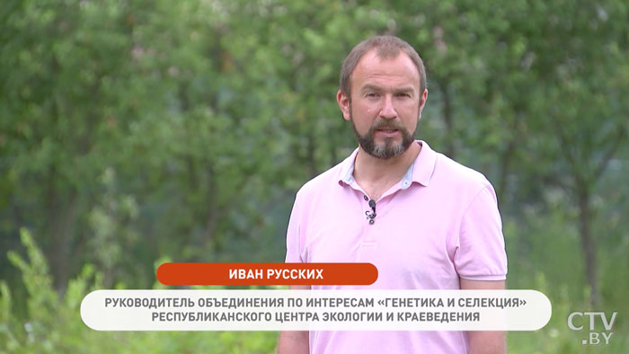Зубной порошок спасёт сад и огород от палящих лучей! Чудо-раствор от Ивана Русских-4 Зубной порошок спасёт сад и огород от палящих лучей! Чудо-раствор от Ивана Русских-4