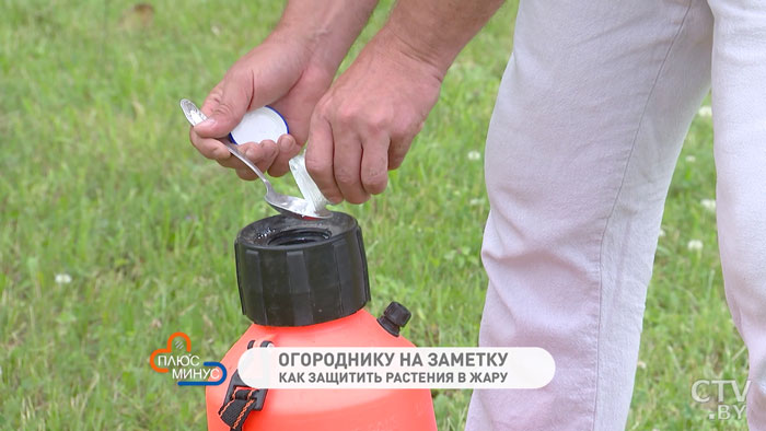 Зубной порошок спасёт сад и огород от палящих лучей! Чудо-раствор от Ивана Русских-7 Зубной порошок спасёт сад и огород от палящих лучей! Чудо-раствор от Ивана Русских-7
