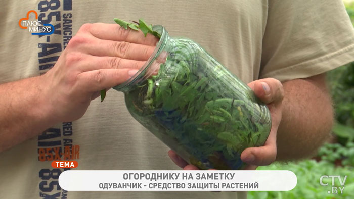 Зачем комнатным растениям летом уксус? Чудо-раствор для полива от Ивана Русских