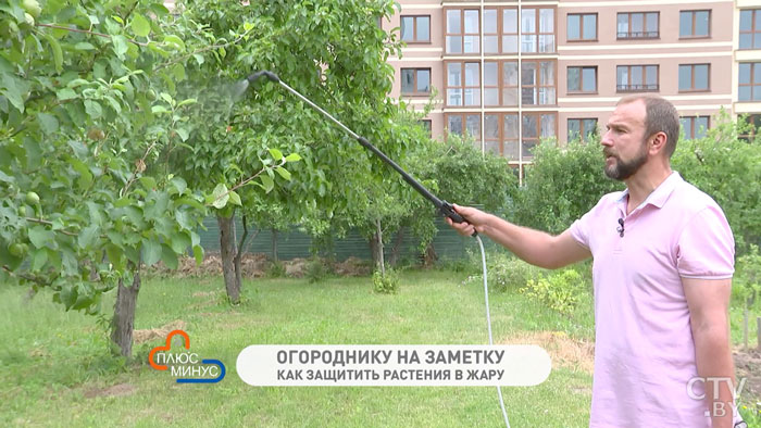 Зубной порошок спасёт сад и огород от палящих лучей! Чудо-раствор от Ивана Русских-10 Зубной порошок спасёт сад и огород от палящих лучей! Чудо-раствор от Ивана Русских-10