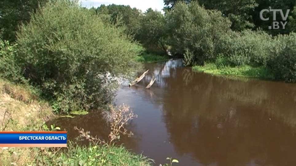 Из-за жары массово гибнет рыба в Каменецком районе-1