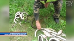 «Когда рыбак добывает 4 угря, наступает уголовная ответственность»: какие штрафы предусмотрены за незаконную ловлю рыбы