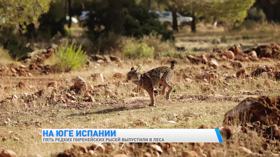 «Это успех». Пиренейских рысей выпустили в дикую природу на юге Испании-1