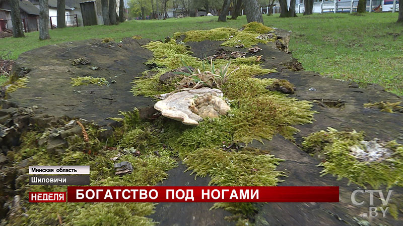 Эта сабля принадлежала брату Наполеона Бонапарта. В Вилейском районе жители нашли раритетное оружие -4