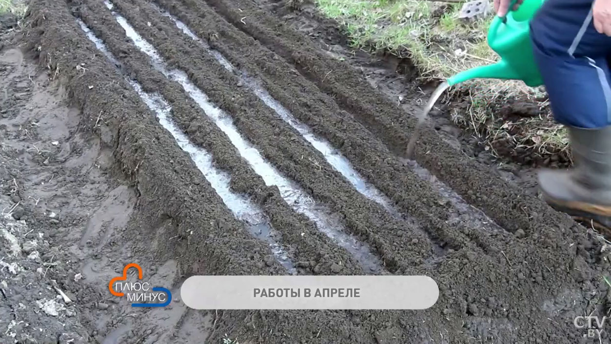 Какие овощи можно высаживать в конце апреля и как приучить рассаду к открытому воздуху и солнцу?-4