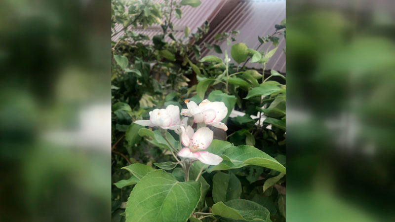 В конце сентября в Новогрудке зацвели яблони