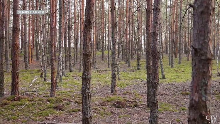 Гон оленей, полесская аборигенная лошадь и домик Бабы Яги. Что ещё можно увидеть в сафари-парке в «Припятском»?-22
