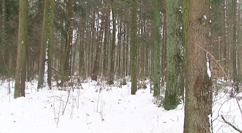 Лесные саженцы – в теплицах: в Беларуси осваивают скандинавскую технологию посадки деревьев-9