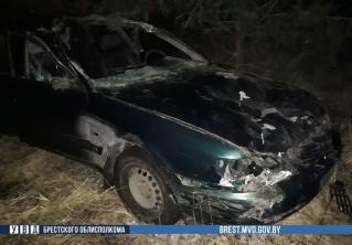 В Барановичском районе Audi насмерть сбила лося