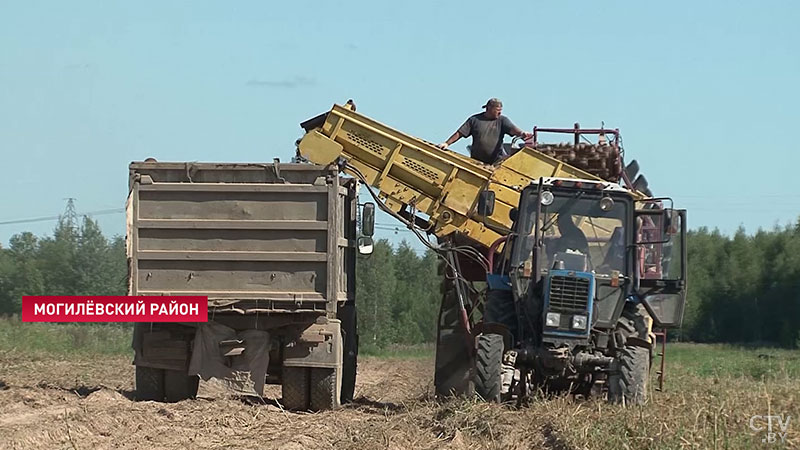 «Урожай очень хороший». В Могилёвской области в 2019 году планируют собрать в 2,5 раза больше картофеля, чем в 2018-м-1