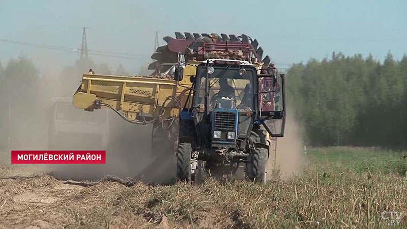 «Урожай очень хороший». В Могилёвской области в 2019 году планируют собрать в 2,5 раза больше картофеля, чем в 2018-м-7