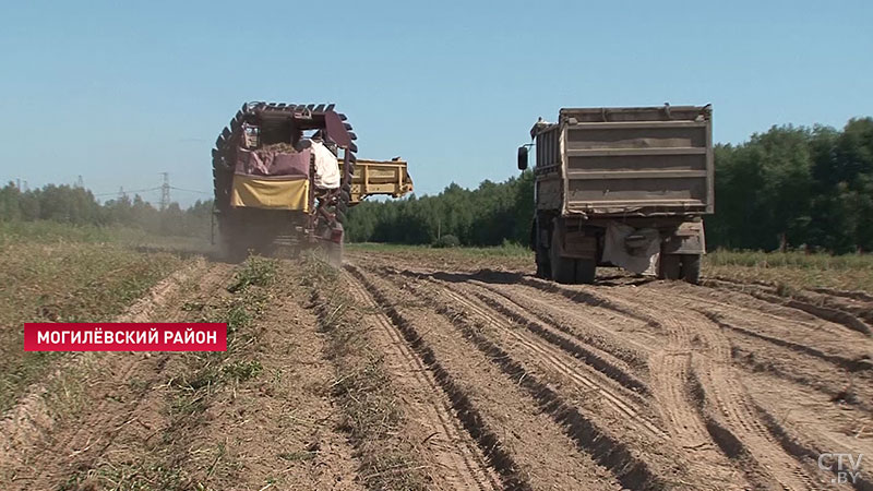 «Урожай очень хороший». В Могилёвской области в 2019 году планируют собрать в 2,5 раза больше картофеля, чем в 2018-м-9