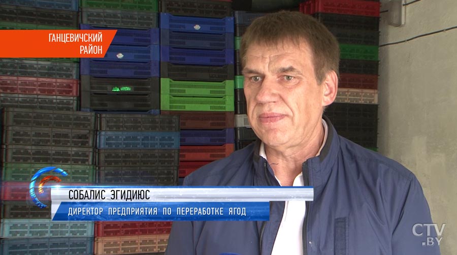 «Хотя и имеет дорогую цену, но все равно одна из лучших». В Беларуси открыт сезон сбора клюквы-31