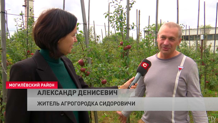 Быховский джем и бобруйский зефир. Куда уходят яблоки из пунктов приёма и сколько можно выручить за килограмм?-7