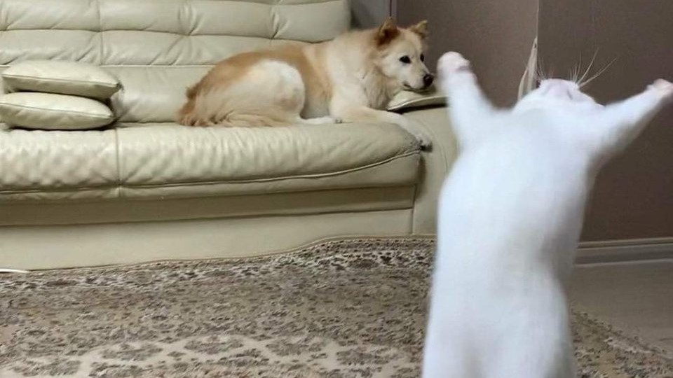 Время улыбнуться! Семь смешных фотографий котиков, у которых получится вас повеселить