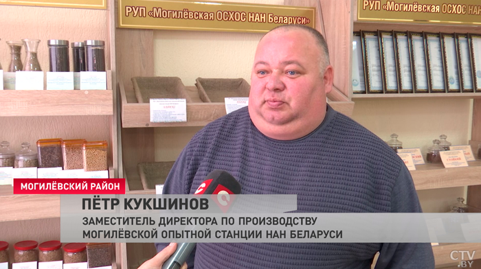 Селекционеры Беларуси создали сорта зерна с рекордной урожайностью. Как учёные открывают новые горизонты для АПК?-4