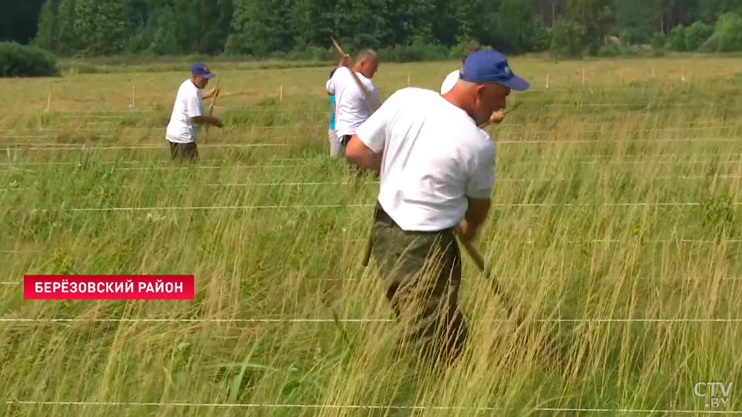 В Беларуси играют в футбол на болотах и косят траву на скорость, чтобы спасти вертлявую камышовку-7