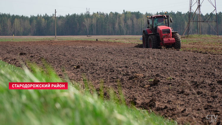 В Минской области посеют более 250 тыс. гектаров кукурузы и 38 тыс. гектаров сахарной свёклы-1