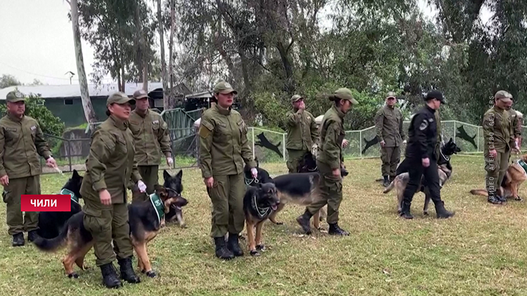 Щенки лабрадора участвуют в военном параде в Чили-7