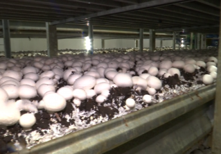 Под Гродно организовали безотходное производство. Там собирают 420 тонн шампиньонов в месяц